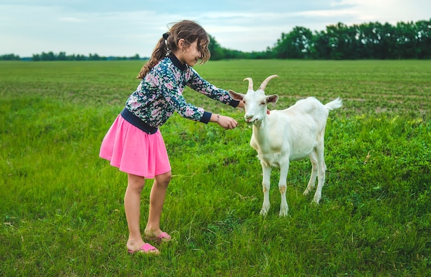 Das Kind füttert die Ziege auf der Wiese