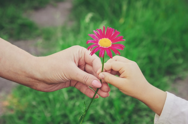 Das Kind gibt seiner Mutter die Blume. Selektiver Fokus