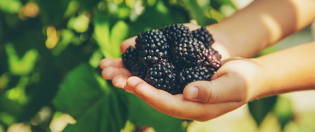 Das Kind hält Brombeeren in den Händen. Selektiver Fokus.