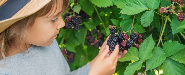 Foto das kind hält brombeeren in den händen. selektiver fokus.