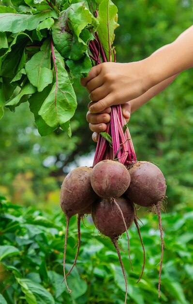 Das kind hält die rüben in den händen im garten. selektiver fokus. essen.