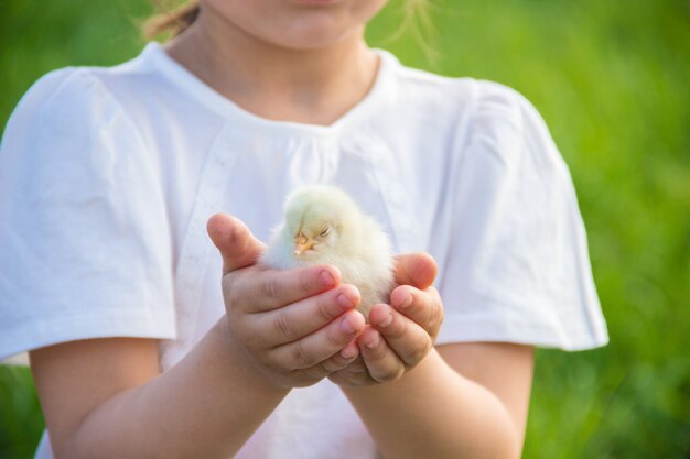 Das Kind hält ein Huhn in seinen Händen. Selektiver Fokus