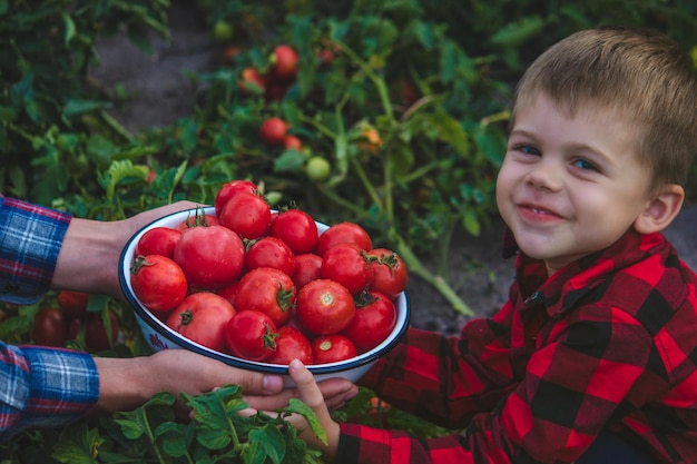 Das Kind hält eine Schüssel mit frisch gepflückten Tomaten