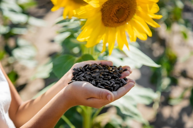 Das Kind hält Sonnenblumenkerne in den Händen. Selektiver Fokus. Natur.