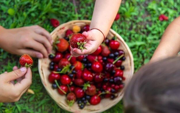 Das Kind isst Beeren im Garten Selektiver Fokus