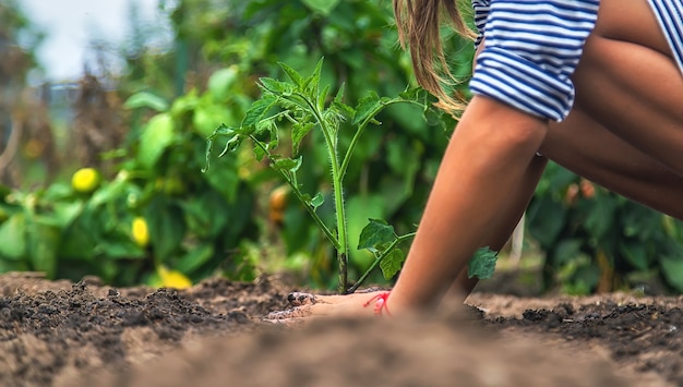 Das Kind pflanzt eine Pflanze im Garten. Selektiver Fokus. Natur.