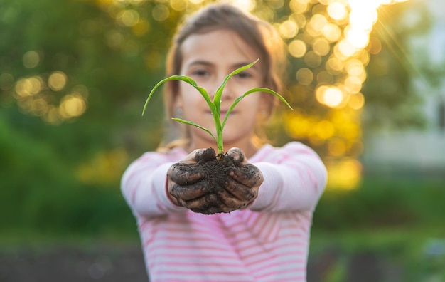 Das Kind pflanzt eine Pflanze im Garten Selektiver Fokus