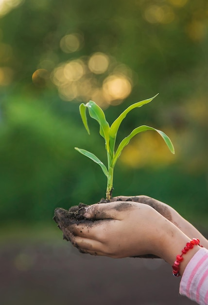 Das Kind pflanzt eine Pflanze im Garten Selektiver Fokus