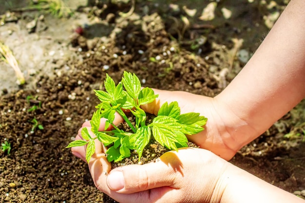 Das Kind pflanzt Schafe im Garten. Selektiver Fokus.Natur