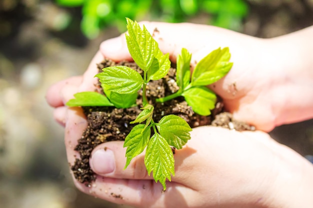 Das Kind pflanzt Schafe im Garten. Selektiver Fokus.Natur