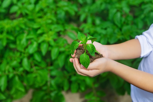 Das Kind pflanzt Setzlinge im Garten