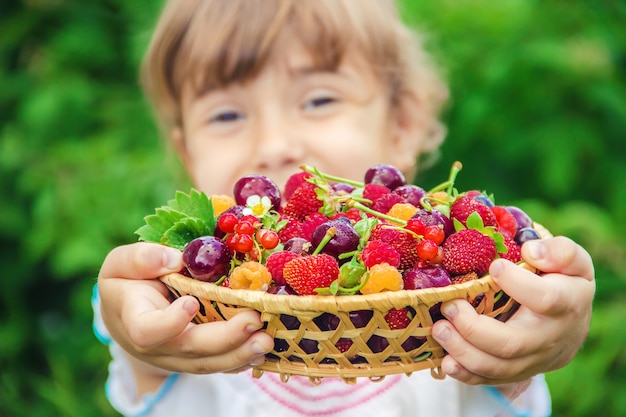 Das Kind pflückt Kirschen im Garten. Selektiver Fokus