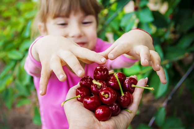 Das Kind pflückt Kirschen im Garten. Selektiver Fokus