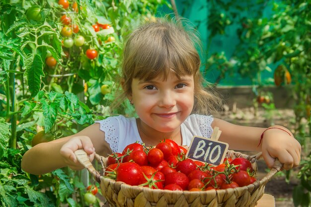 Das Kind sammelt eine Ernte von Tomaten.