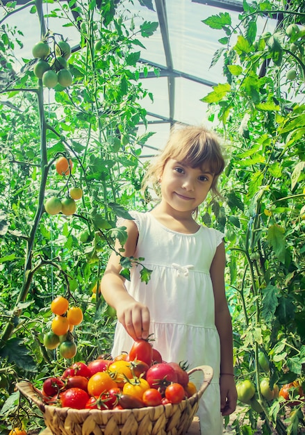 Das Kind sammelt eine Ernte von Tomaten.