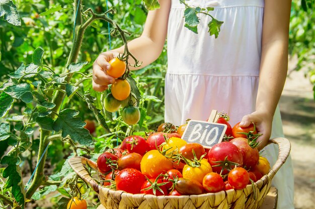 Das Kind sammelt eine Ernte von Tomaten.