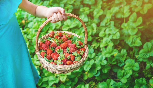 Das Kind sammelt Erdbeeren im Garten. Tiefenschärfe.