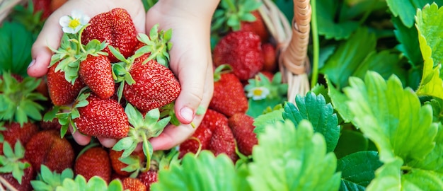 Das Kind sammelt Erdbeeren im Garten.