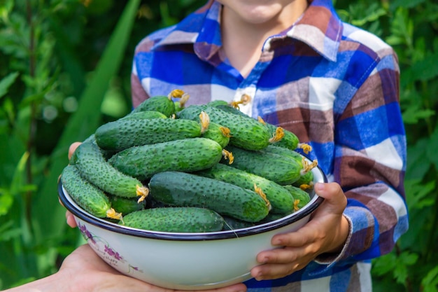 Das Kind und der Vater halten Gurken in ihren Händen Selektiver Fokus