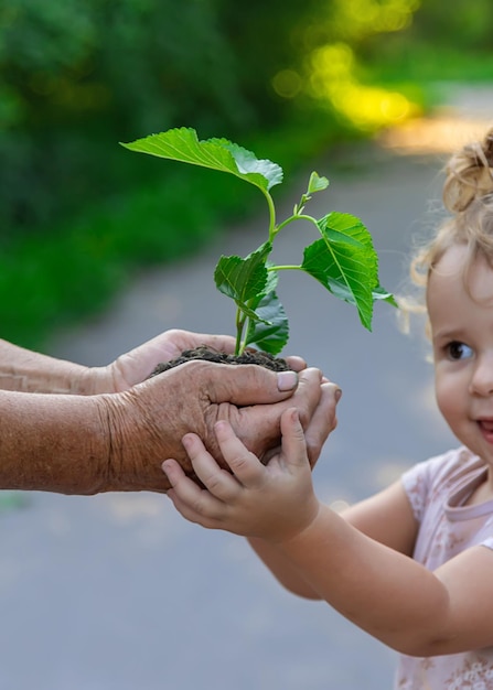 Das Kind und die Großmutter pflanzen einen Baum Selektiver Fokus