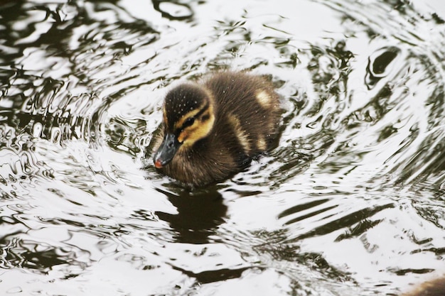 Foto das kleine entlein lernt fischen