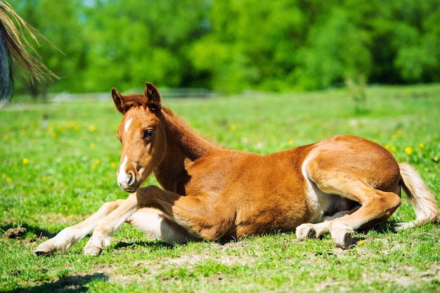 Foto das kleine fohlen auf der wiese