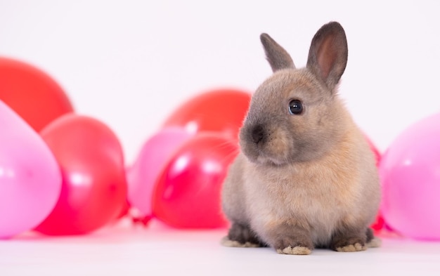 Das kleine Häschen mit bunten roten rosa Luftballons liebt Haustiere