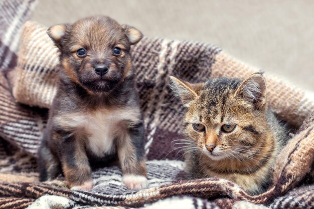 Das kleine Kätzchen und der Welpe sind mit einem Plaid bedeckt, das Kätzchen und der Welpe werden unter einer Decke gewärmt