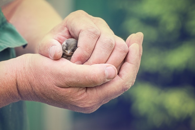 Das kleine Küken kann nicht fliegen und braucht Hilfe Die Hand eines Mannes, der ein aus dem Nest gefallenes Küken hält