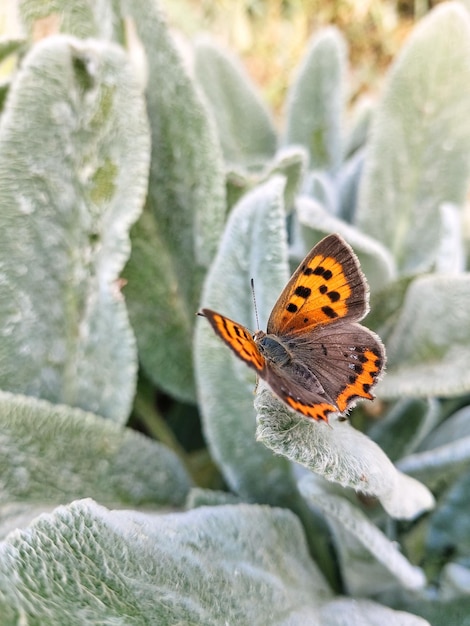 Das kleine Kupfer ist ein Tagesschmetterling Ein orangefarbener Schmetterling sitzt auf den grünen, flauschigen Blättern einer Pflanze