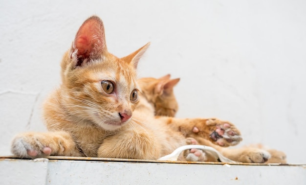 Das kleine süße goldbraune Kätzchen lebt mit seiner Mutterkatze und entspannt sich im Hinterhof im Freien