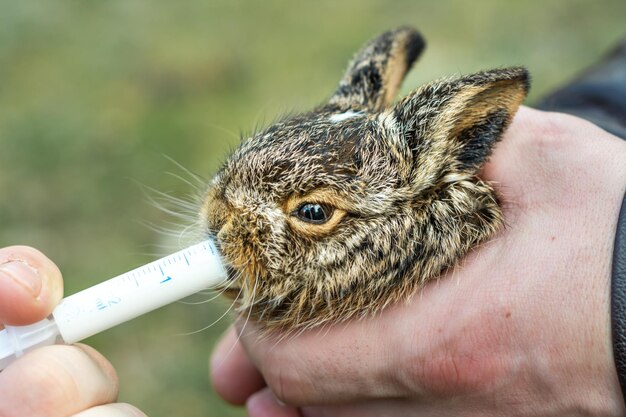 Das kleine Wildhäschen wird in der Hand gehalten und mit einer Milchspritze gefüttert