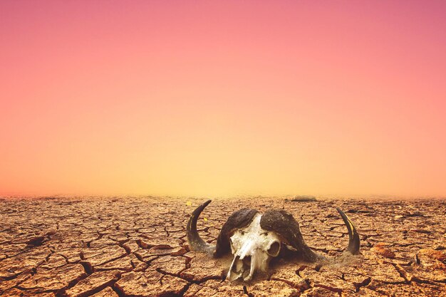 Foto das konzept der dürre, der globalen erwärmung und der umwelt