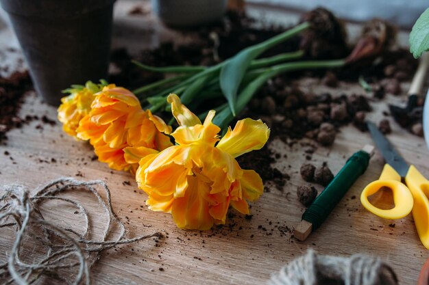 Foto das konzept der frühjahrstransplantation von innenpflanzen zu hause