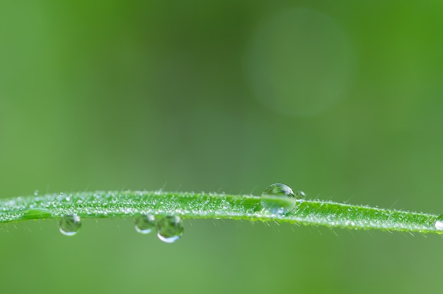Das Konzept der Liebe die grüne Umgebung der Welt Wassertropfen auf den Blättern Verschwommener Bokeh-Hintergrund