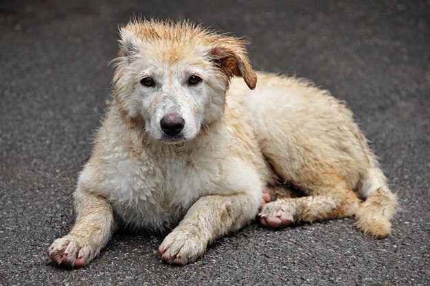 Foto das konzept der obdachlosen tiere