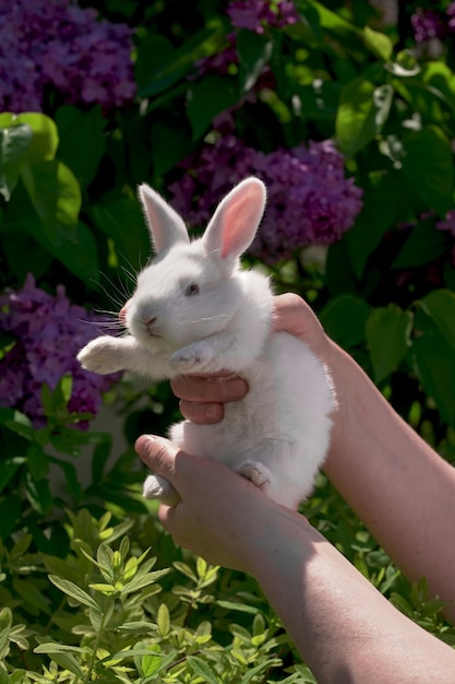 Das Konzept der Tierhaltung umweltfreundliche private Landwirtschaft Ein kleines weißes Kaninchen mit schönem, flauschigem Fell in menschlicher Handschönes weißes Kaninchen