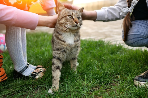 Das Konzept der Tierliebe Kinderhände streicheln die Katze in der Nähe