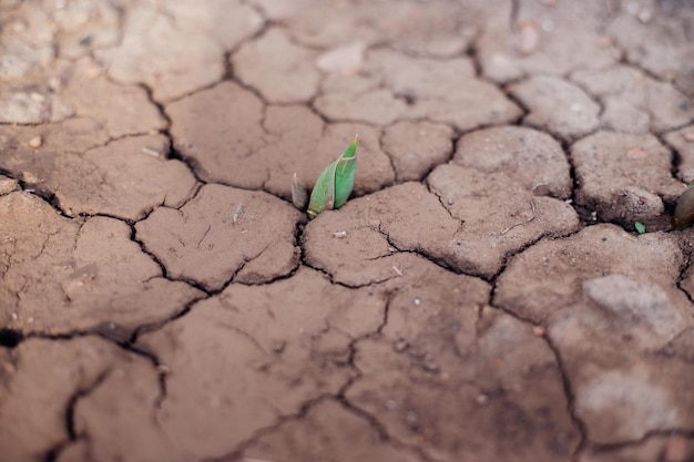 Das Konzept der Wiederherstellung der Umwelt Das Wachstum von Sämlingen auf rissigem Boden in der Trockenzeit Die globale Erwärmung verursacht den Klimawandel und Wasserknappheit