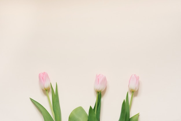 Das Konzept eines Frühlingsmorgens. Rosa Tulpen auf einem weißen Hintergrund, Draufsicht mit Raum für Ihren Text. Weihnachtskarte für Muttertag, Valentinstag, 8. März