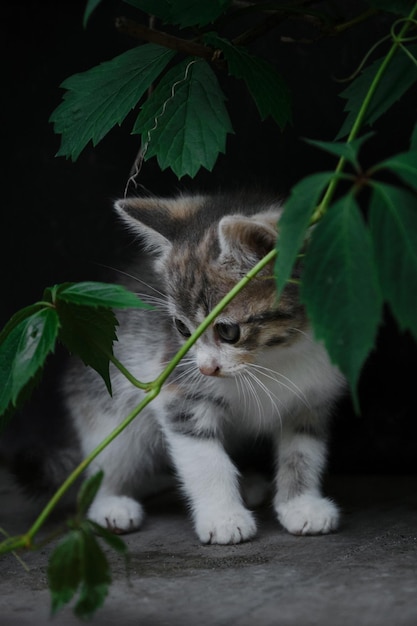 Das Konzept von Haustieren und Umwelt Schöne junge dreifarbige Katze mit großen neugierigen Augen