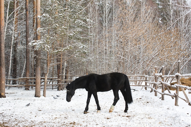 Das Krähenpferd im Schnee