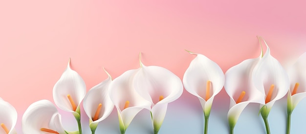 Das kreative Frühlingslayout besteht aus Calla-Lilienblüten mit rosa Farbe, die auf einem Pastell tropft