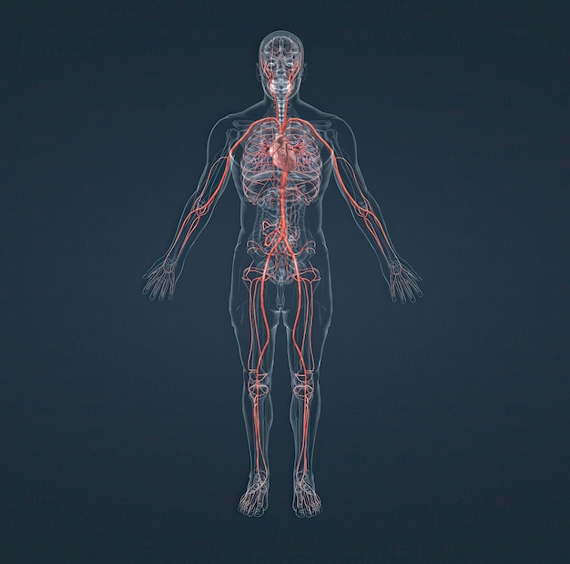 Foto das kreislaufsystem besteht aus blutgefäßen, die blut zum herzen transportieren