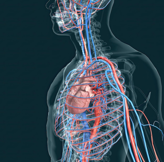 Das Kreislaufsystem besteht aus Blutgefäßen, die Blut zum Herzen transportieren