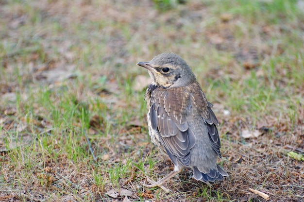 Das Küken der Wacholderdrossel (Turdus pilaris) an einem Sommermorgen. Westsibirien. Russland