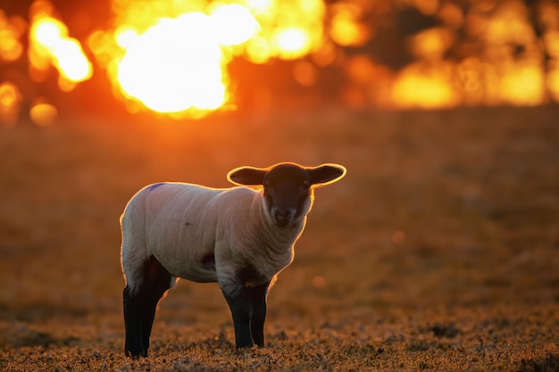 Das Lamm steht auf dem Feld bei Sonnenuntergang. Junges kleines Lamm auf einem frischen frühlingsgrünen Feld bei Sonnenaufgang