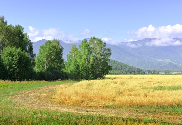 Das landwirtschaftliche Feld sang an einem sonnigen Tag unter blauem Himmel. Sibirien, Russland