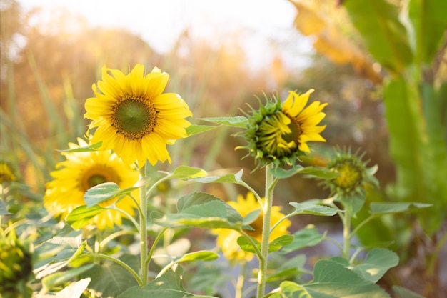 Das landwirtschaftliche Sonnenblumenfeld sieht wunderschön aus