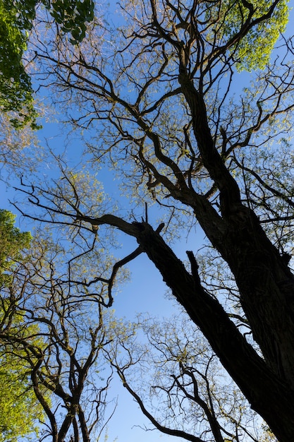 Das Laub der Bäume wird von hellem Sonnenlicht beleuchtet, Bäume mit grünem Laub im Sommer